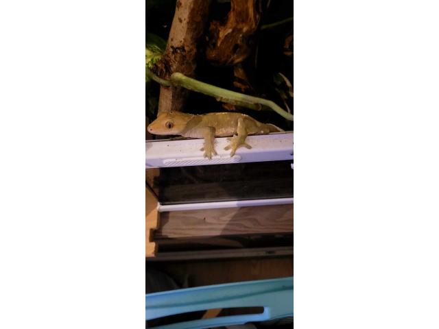 Gecko a crête mâle reproducteur