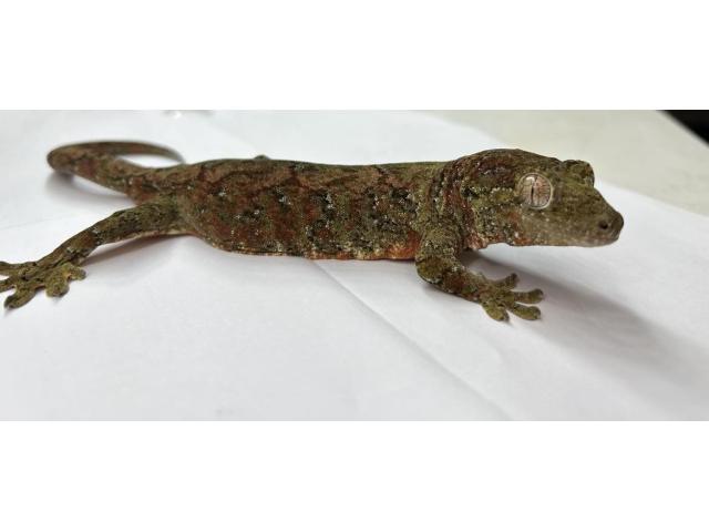 Gecko chaouha