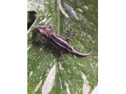 Annonce Gecko gargouille juvénile