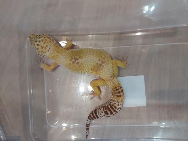 Photo Gecko léopard femelle image 1/5