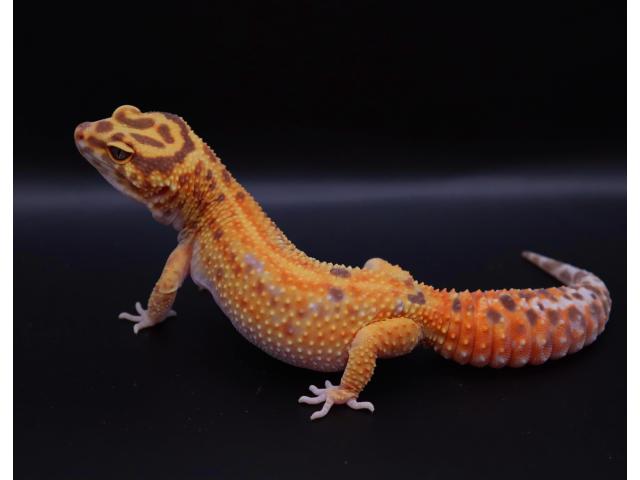 Gecko léopard femelle 2