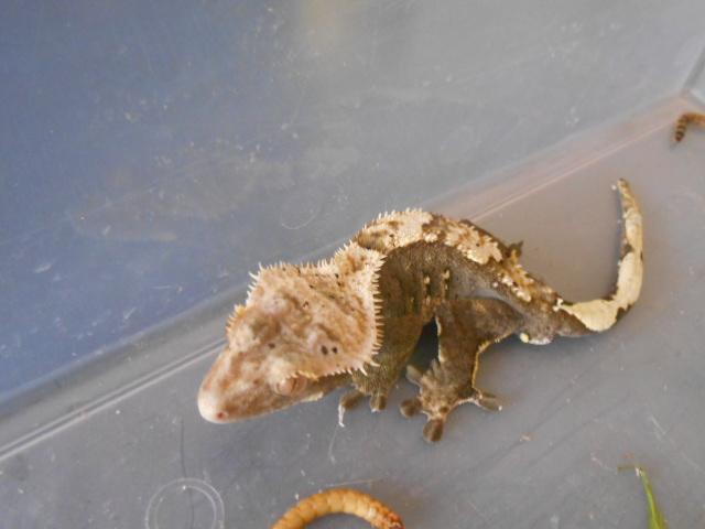 gecko mâle