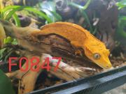 Annonce Geckos à crête (2 femelles et 1 mâle)