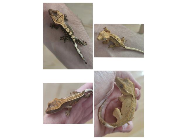 Geckos à crête juvéniles Correlophus ciliatus