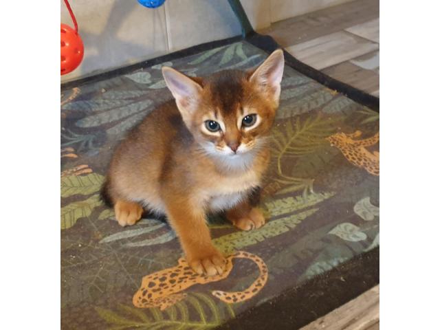 Gentils chatons abyssins de compagnie