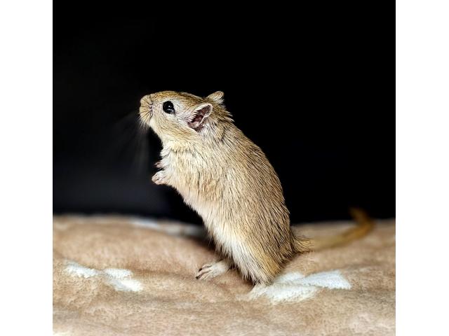 Gerbilles