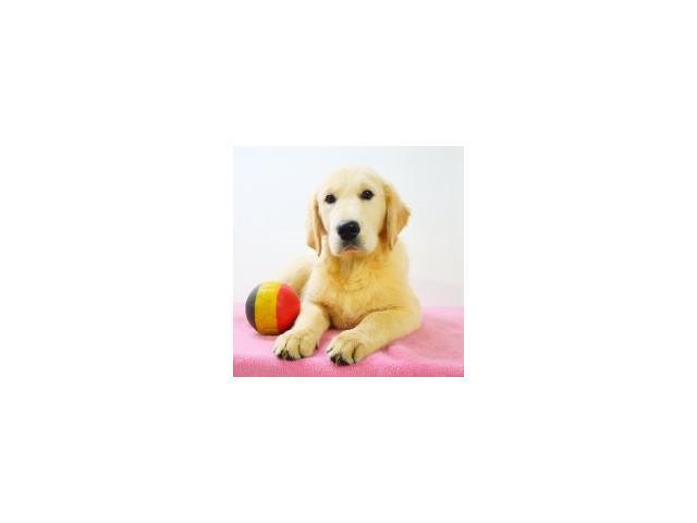 Photo Golden Retriever chiots à vendre image 1/6