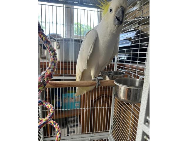 Grand cacatoès à huppe jaune male de 4 ans