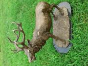 Annonce GRAND CERF EN BRONZE SIGNE