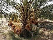 Annonce Grande plantation de palmiers dattiers