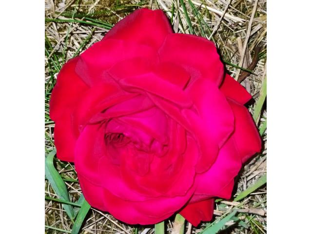 Grande rose rouge.