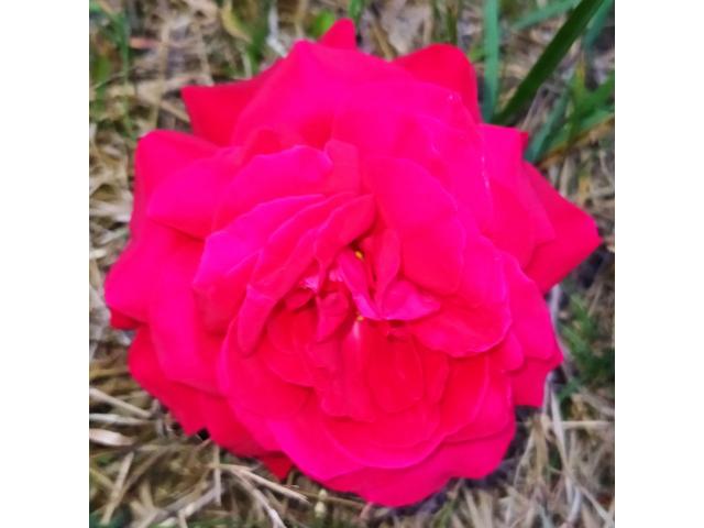 Grande rose rouge.