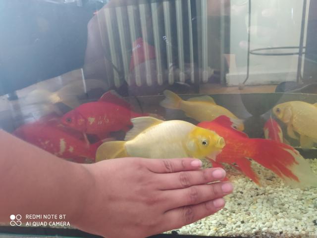 Grands poissons rouges/dorés à vendre