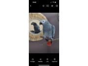 Annonce Gris du gabon a vendre