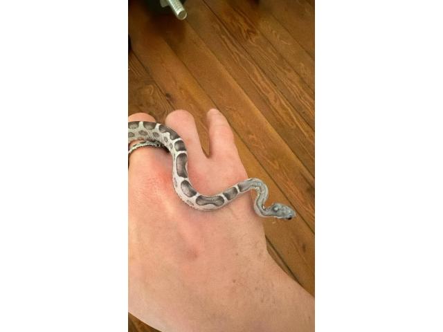Photo Guttatus scaleless image 1/1