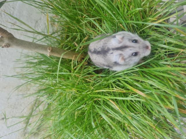 Hamister