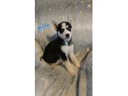 Annonce Husky sibérien