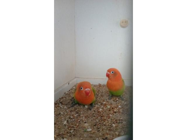 Inseparable eam
