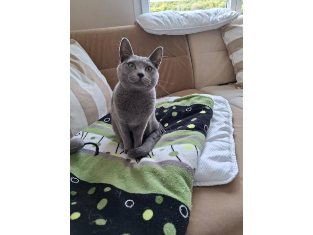 Ivy est disponible