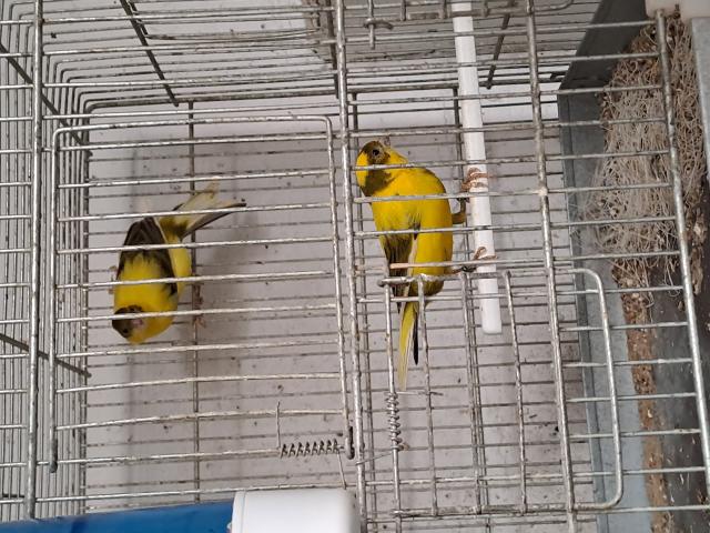 Photo J'achète canaris image 1/1