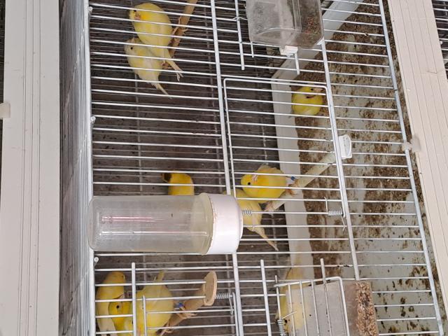 J'achète surplus de canaris