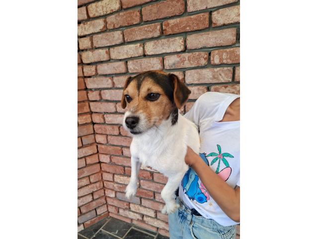 Jack Russell
