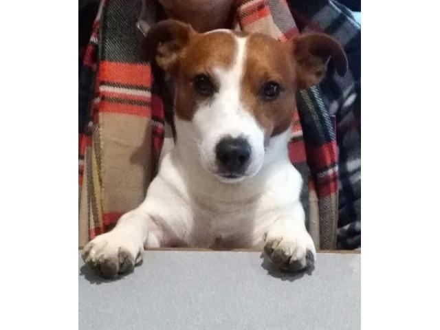 jack-russell a vendre