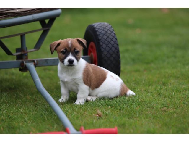 Jack Russell - chiots 100 % Belge