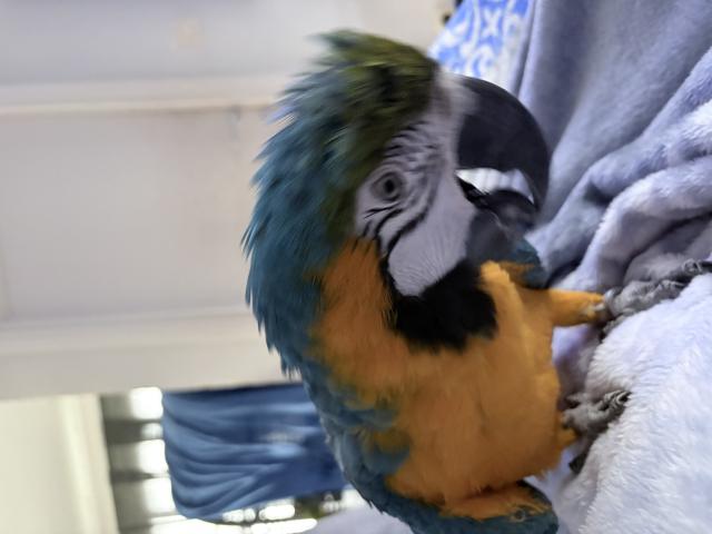 Photo Je cherche des grand perruche  perroquet à donner contre bonne soin même bébé handicapé image 1/4