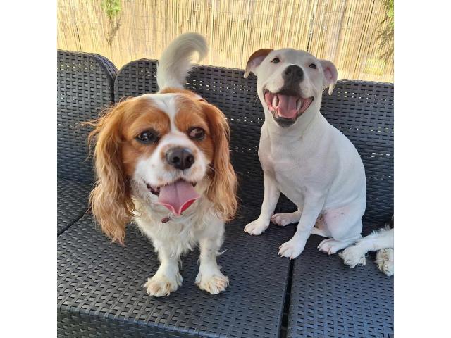 Je donne cavalier king charles