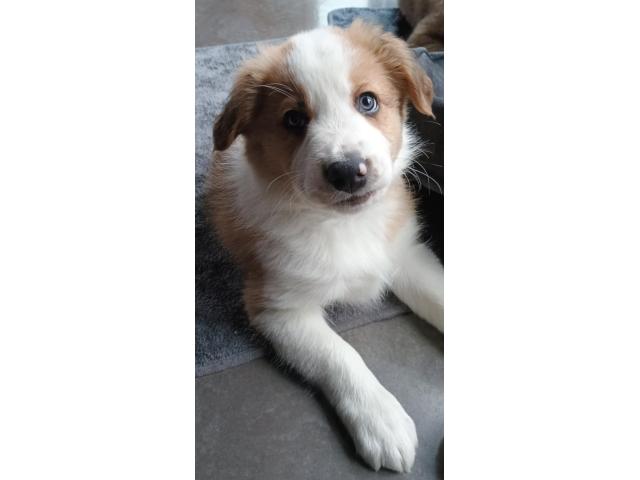 Je propose 3  chiots border collie nés le 22 octobre.  Trois mâles  et une femelle