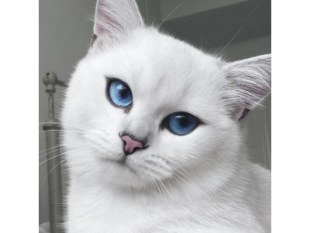 je recherche un chaton blanc d'un 1 mois Ou 2