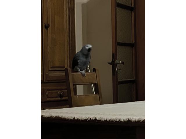 Je recherche une compagne pour mon perroquet