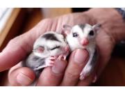 Annonce Je recueille les SUGAR GLIDER  animaux dont vous ne pouvez plus vous occuper