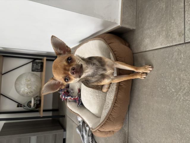 Je vend mon chihuahua