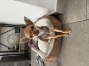 Annonce Je vend mon chihuahua
