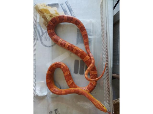 Je vends mon serpent des blés amela