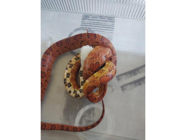 Je vends mon serpent des blés de 5 ans