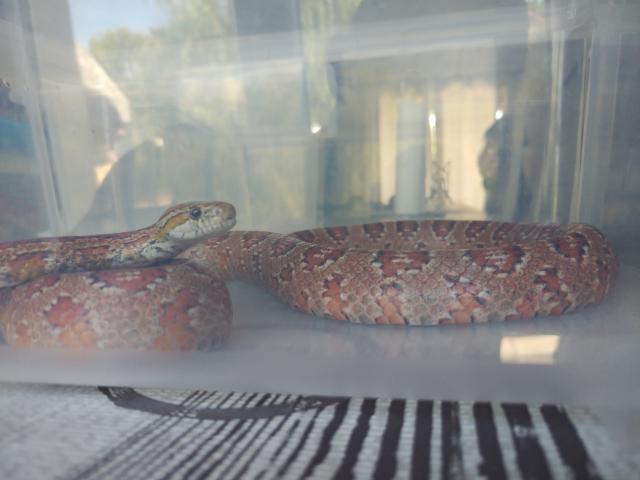 Je vends mon serpent des blés femelle