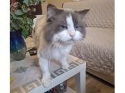 Annonce Je vends un chat Ragdoll mâle retraite Agrèe DF-0260-0189