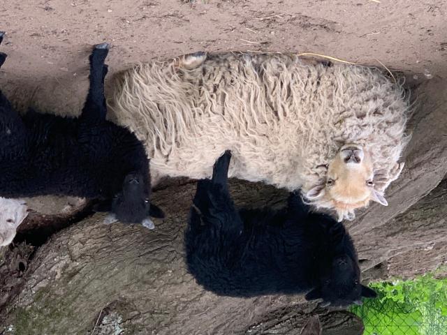Jeune bélier noir mouton ouessant