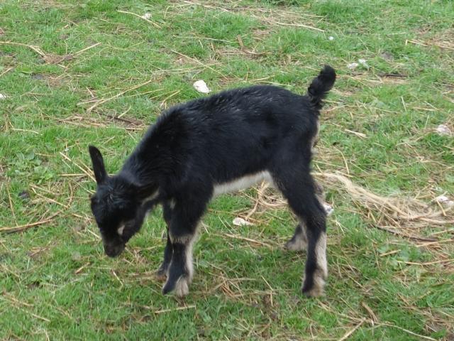Photo Jeune bouc poitevin image 1/1