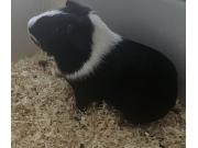 Annonce jeune cochon d'inde à donner à venir chercher sur la commune de duffel