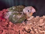 Annonce Jeune Conure Pyrrhura Molinae EAM