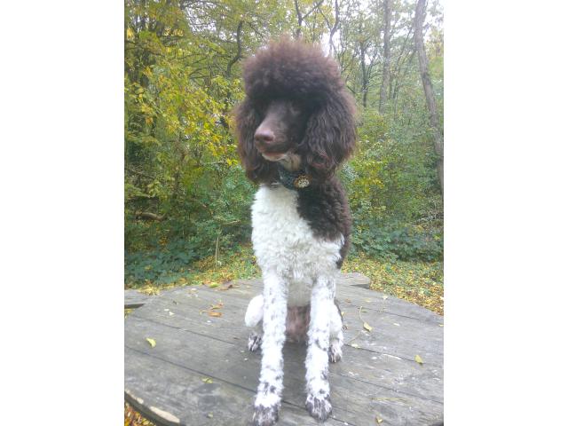 jeune femelle caniche royal disponible