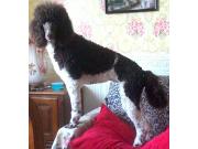 Annonce jeune femelle caniche royal disponible