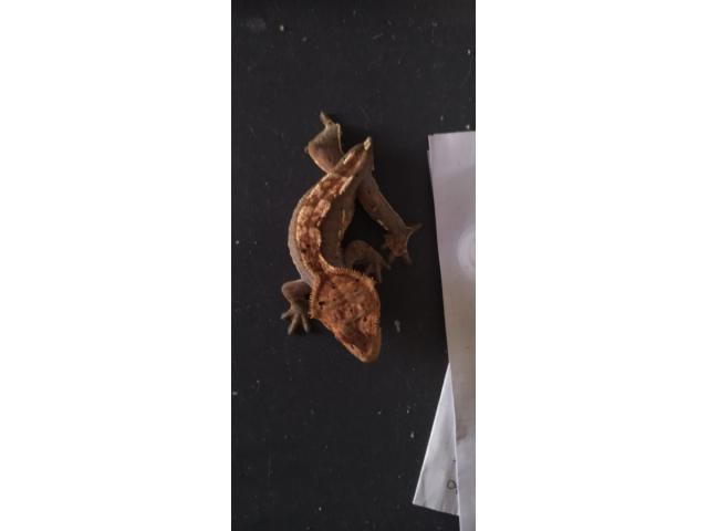Photo Jeune Gecko à crête femelle tâcheté sans queue à vendre image 1/4