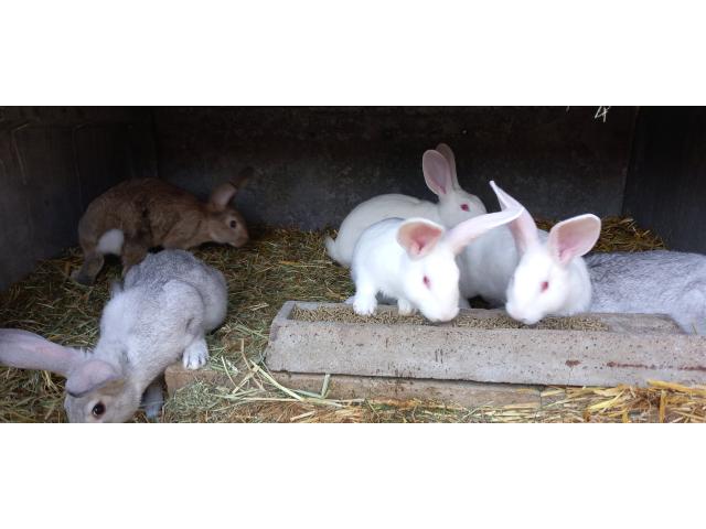 Photo Jeune lapin croisé image 1/2