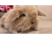 Annonce Jeune lapin nain bélier.