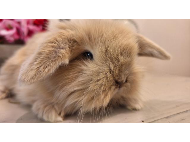 Photo Jeune lapin nain bélier. image 1/1